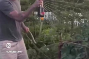 真惬意啊🤩自从退役以来，贝克汉姆就一直热爱园艺！